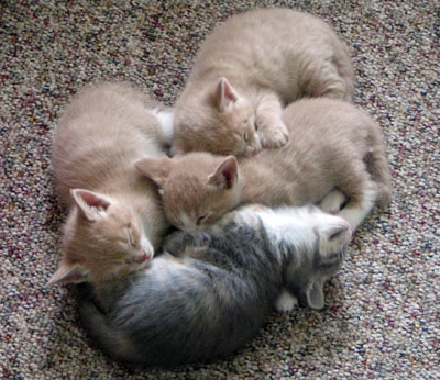 mimi les 4 chats